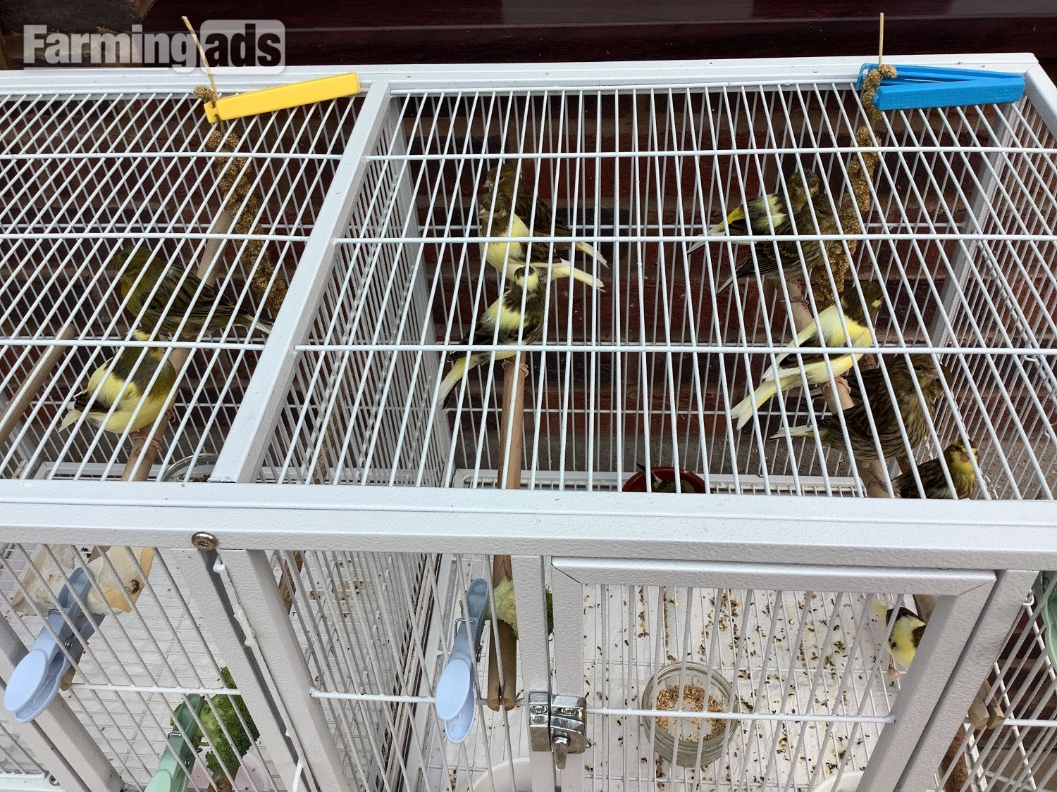 This years canary chicks crested and non crested bred as a hobby not a breeder