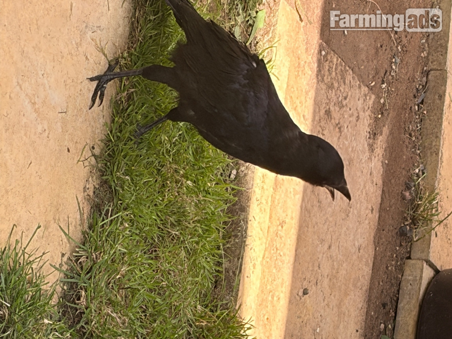 Beautiful hand reared baby rook with large cage , eating healthy trying to tell 