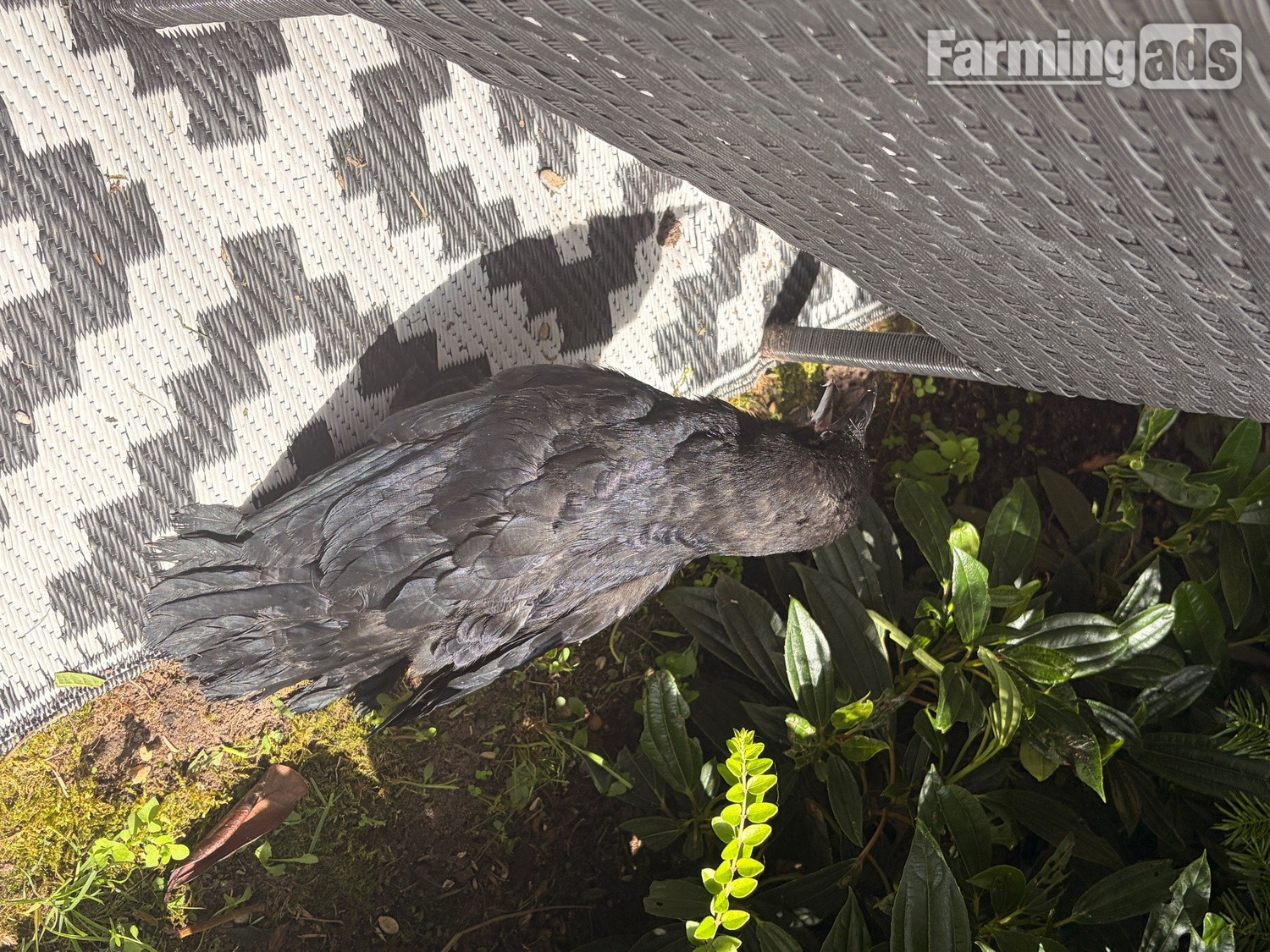  Beautiful hand reared baby rook with large cage , eating healthy trying to tell 