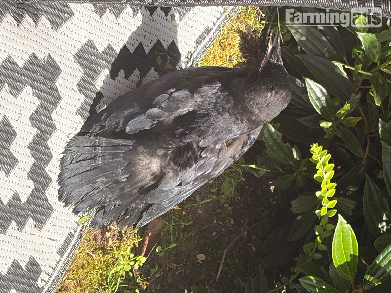 Beautiful hand reared baby rook with large cage , eating healthy trying to tell  - {CATEGORY}