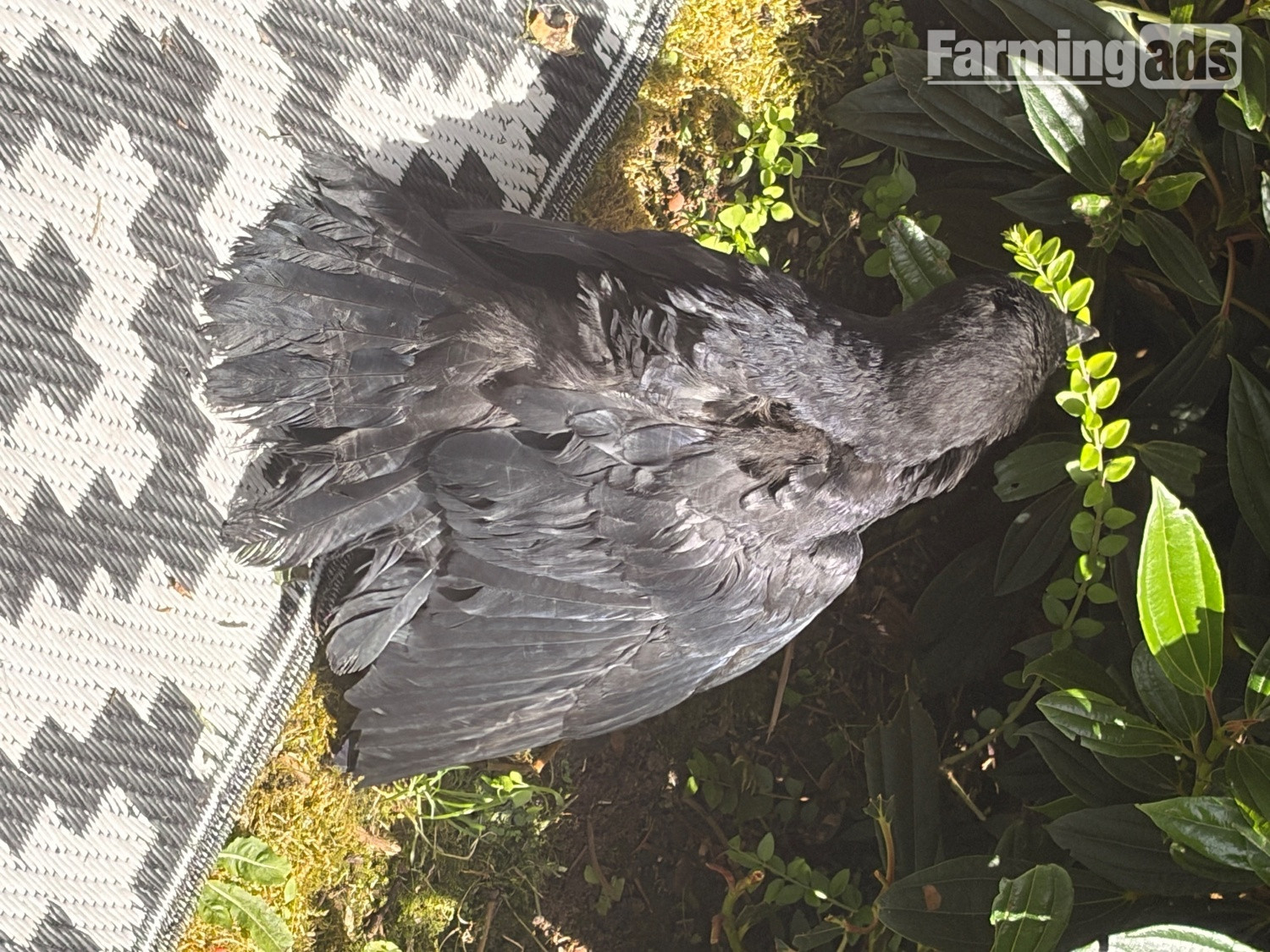 Beautiful hand reared baby rook with large cage , eating healthy trying to tell  - {CATEGORY}
