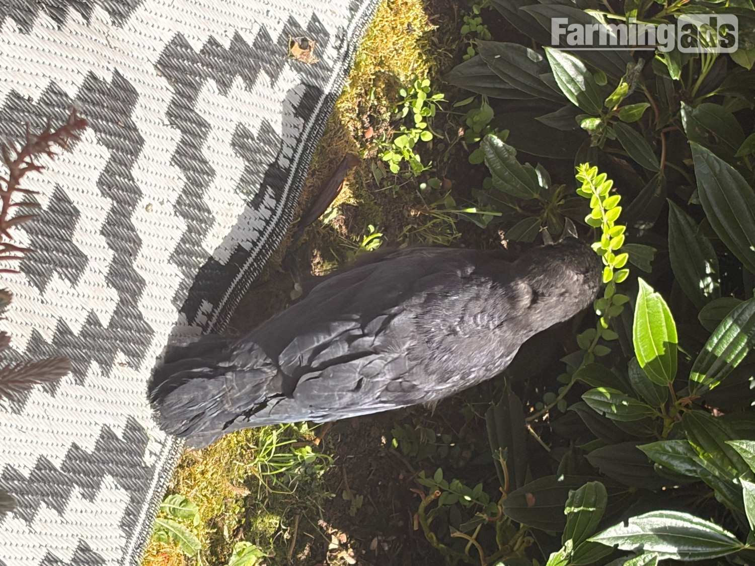 Beautiful hand reared baby rook with large cage , eating healthy trying to tell  