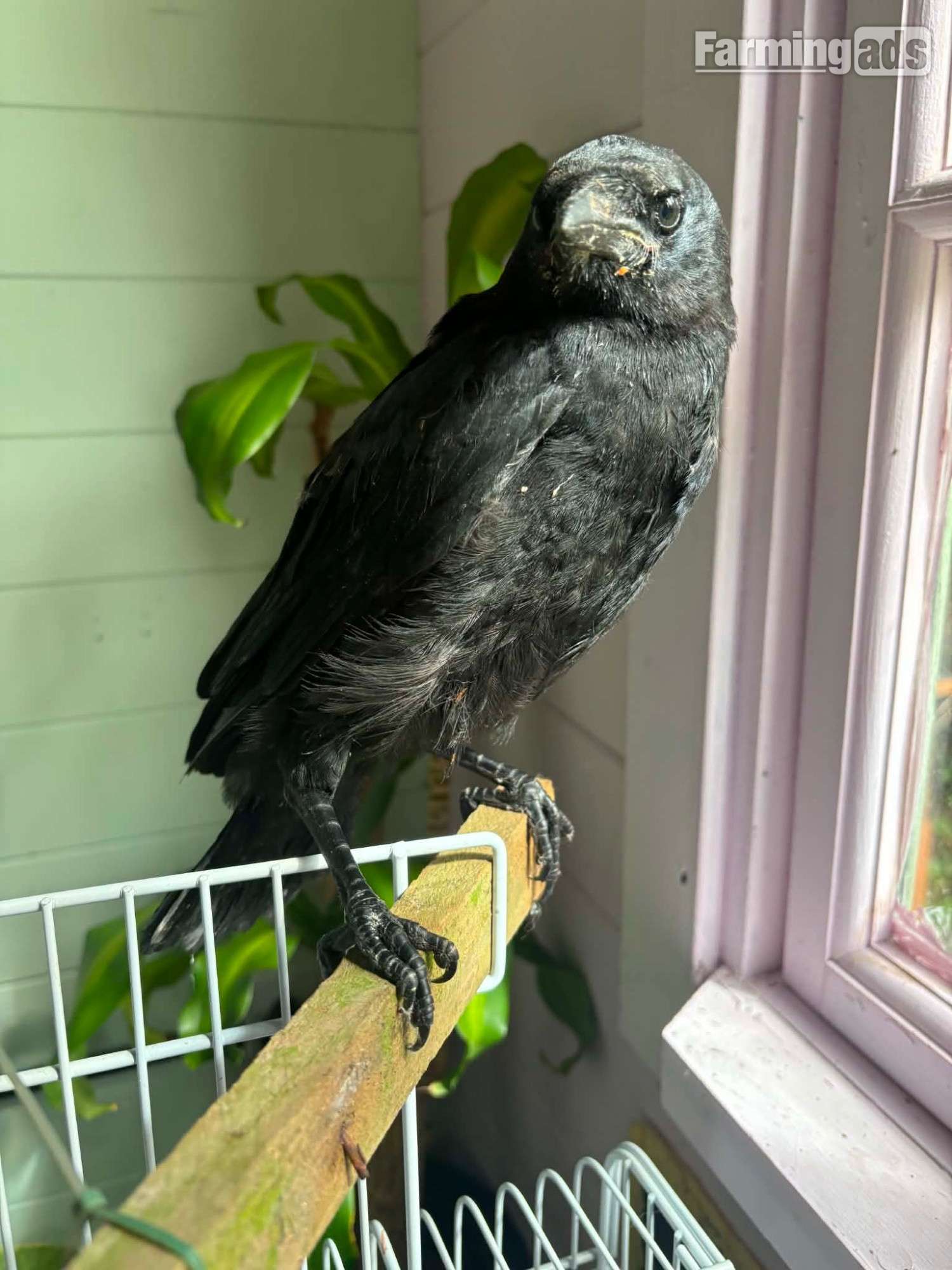 {CATEGORY} - Beautiful hand reared baby rook with large cage , eating healthy trying to tell 