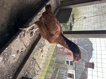 Aseel hens for sale 
