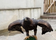 Golden eagle - female 
