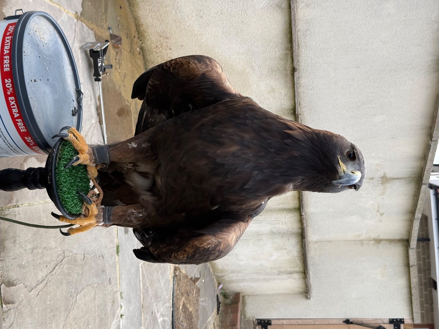 Golden eagle - female 