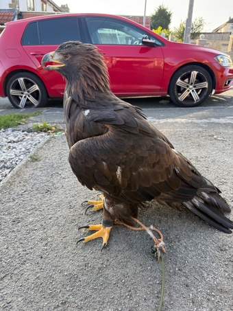 Golden eagle - female 