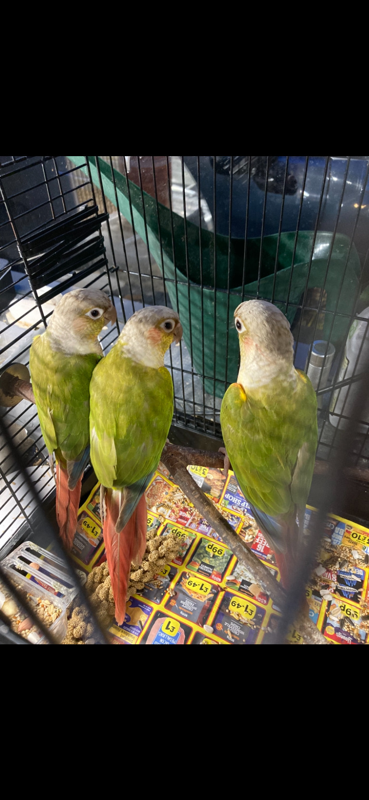 Proven pair pineapple s  - {CATEGORY}