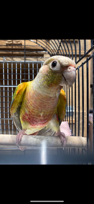 Proven pair pineapple s 