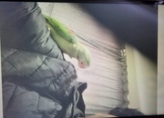Female Alexander's parrot 