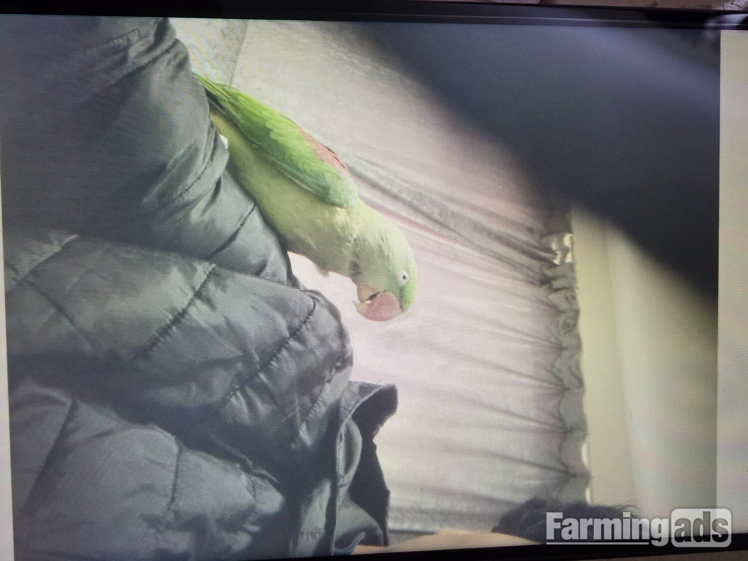 Female Alexander's parrot 