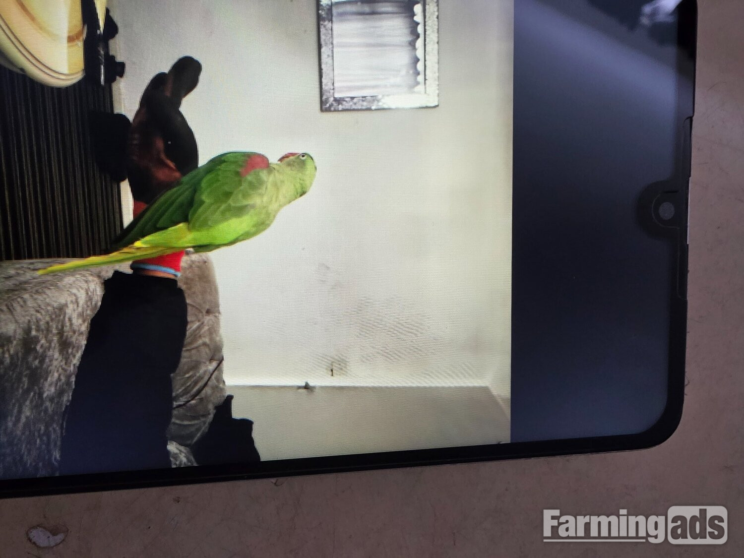 Female Alexander's parrot 
