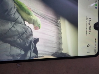 Female Alexander's parrot 