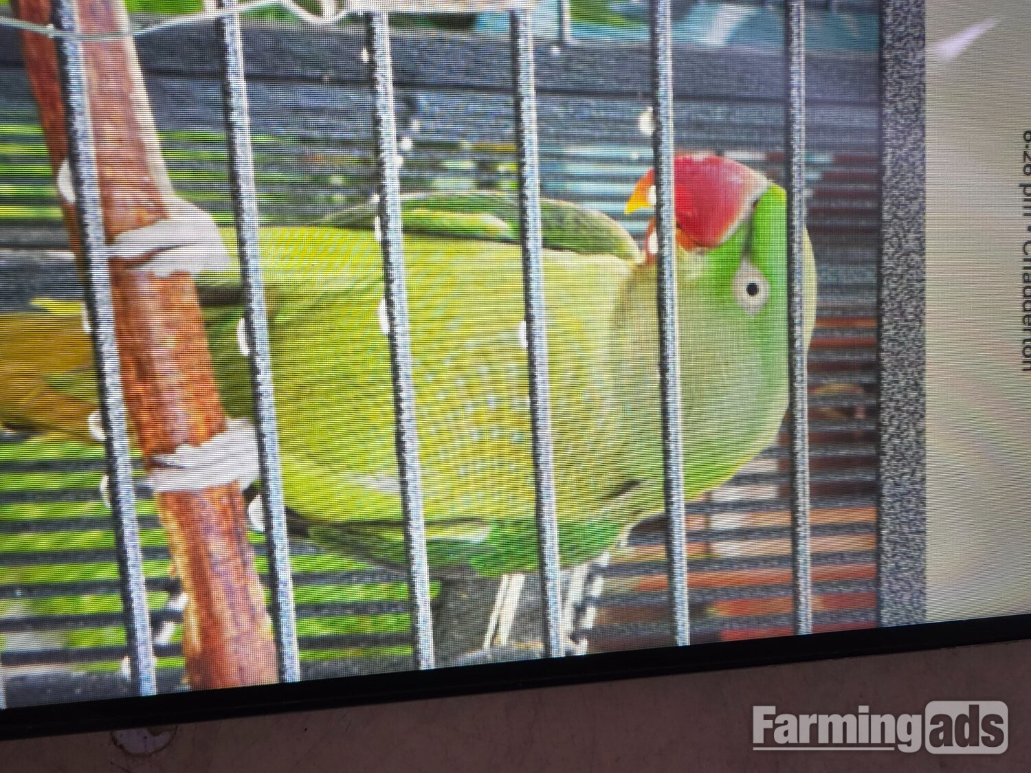  Female Alexander's parrot 