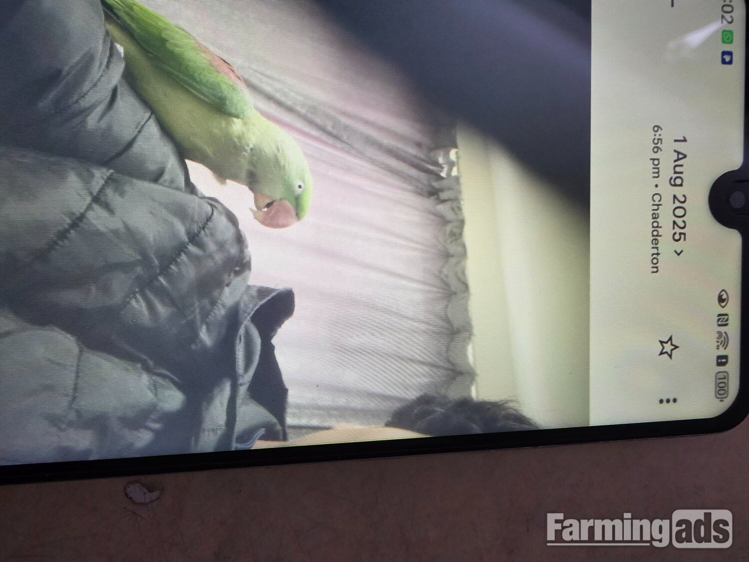 Female Alexander's parrot  - {CATEGORY}