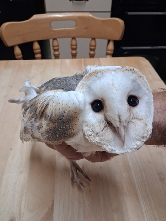  BARN OWL CHICK