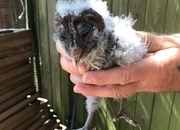 SPLIT/WHITE BARN OWL CHICKS