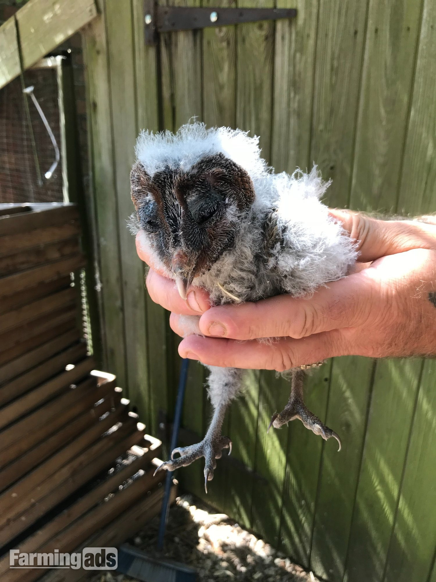 SPLIT/WHITE BARN OWL CHICKS