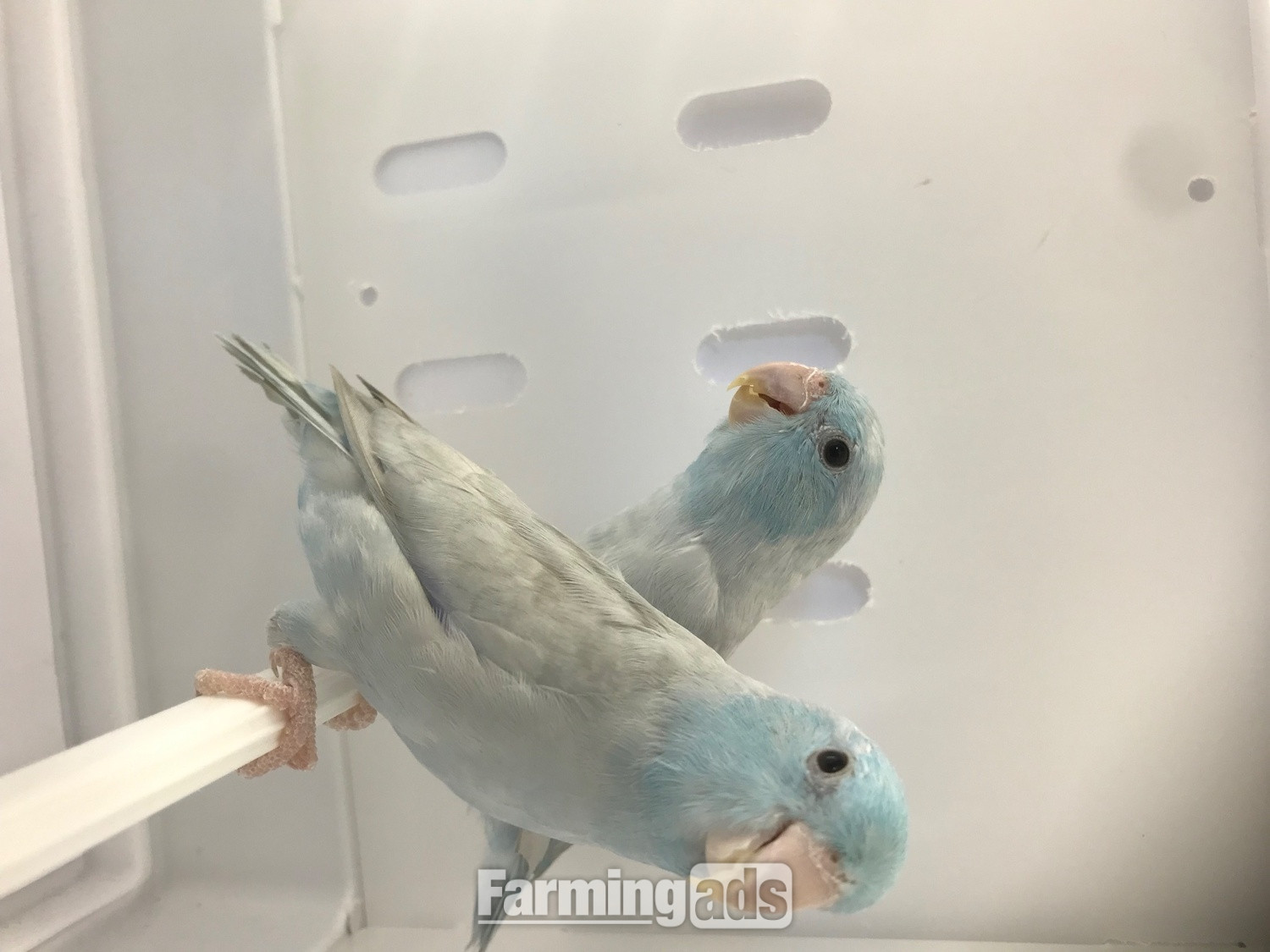 Parrotlet Pairs mutations