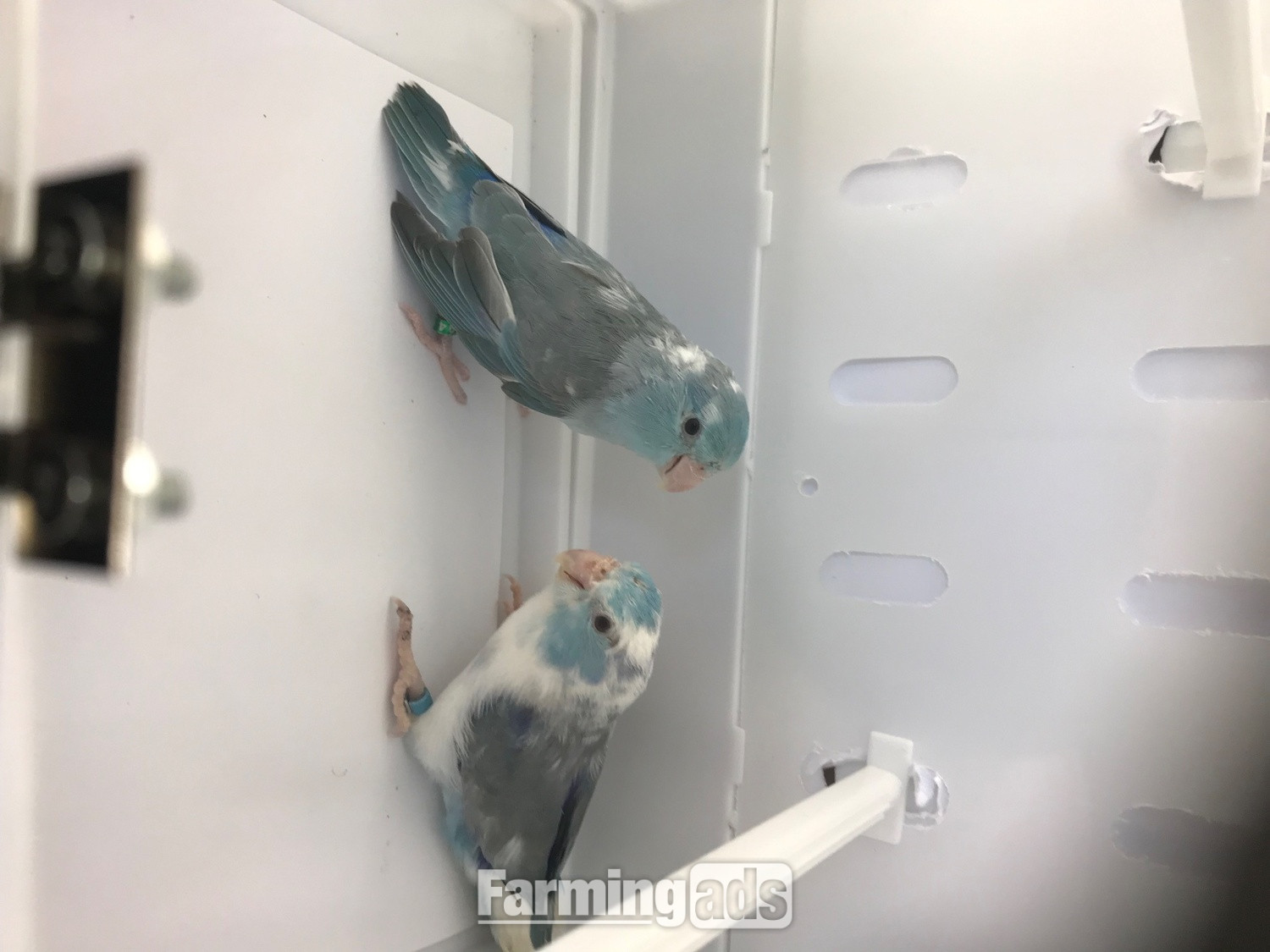 Parrotlet Pairs mutations - {CATEGORY}