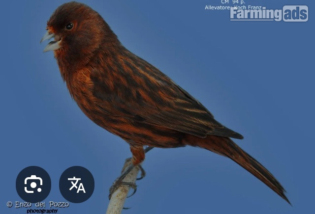  Phaeo and Red Black Canaries