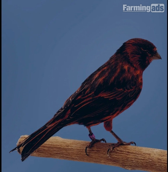 Phaeo and Red Black Canaries - {CATEGORY}