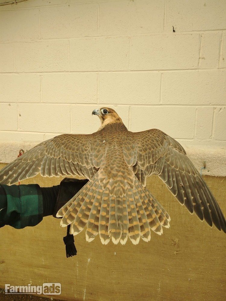2026 Female Iranian Red Napped Shaheen  