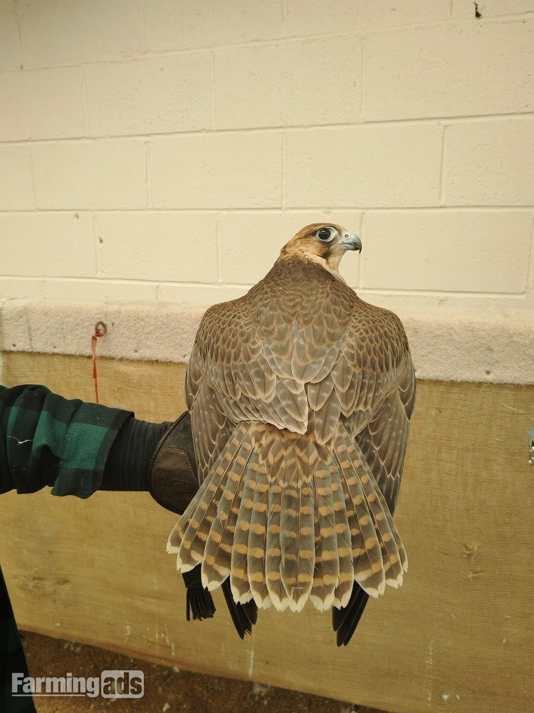 2026 Female Iranian Red Napped Shaheen  