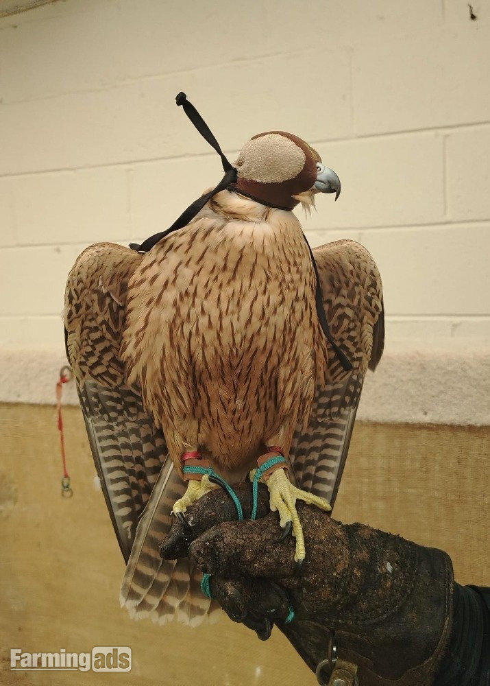  2026 Female Iranian Red Napped Shaheen  
