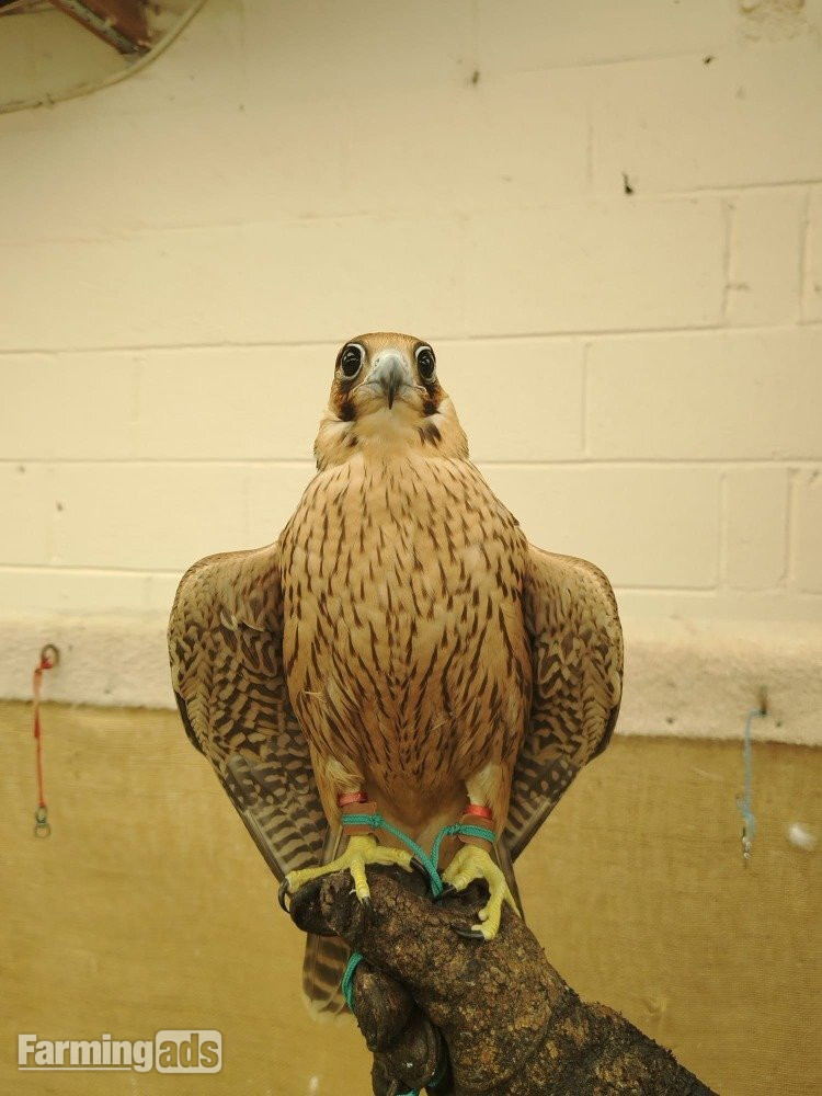 2026 Female Iranian Red Napped Shaheen   - {CATEGORY}