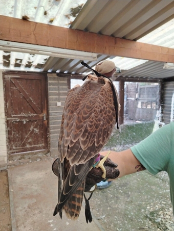 2026 Female Iranian Red Napped Shaheen  
