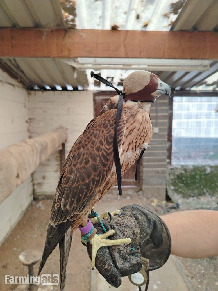 2026 Female Iranian Red Napped Shaheen   - {CATEGORY}