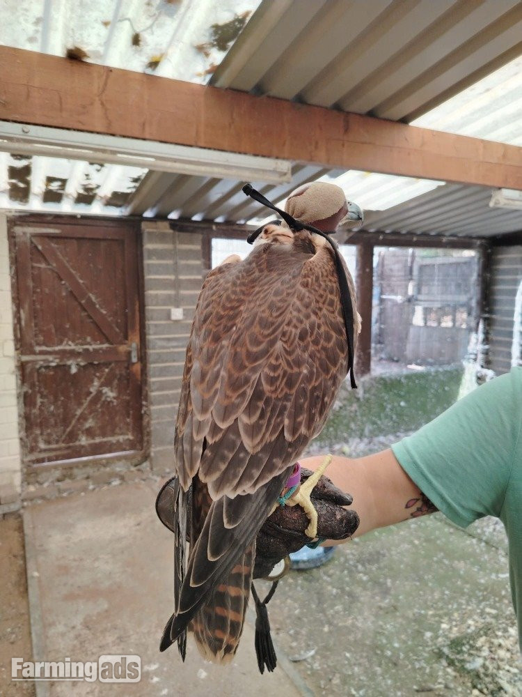 2026 Female Iranian Red Napped Shaheen   