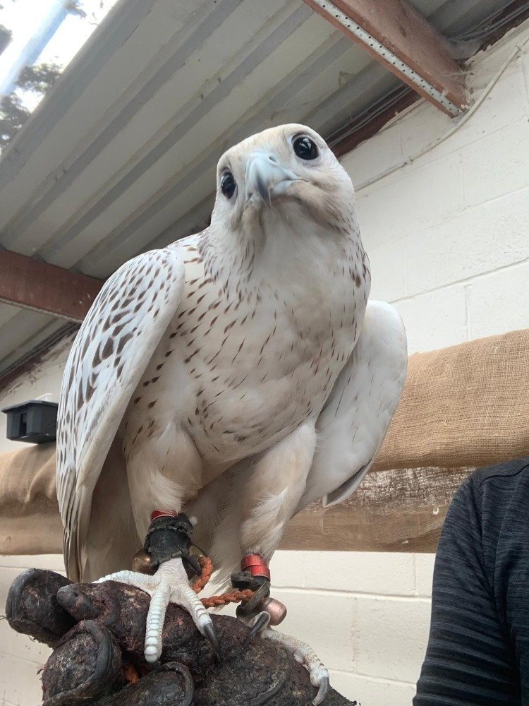  2026 Male Imprint White Male Gyr 