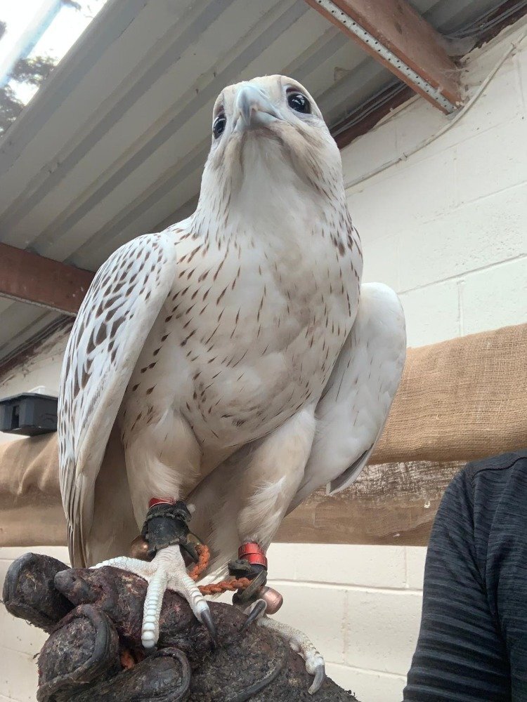 2026 Male Imprint White Male Gyr  - {CATEGORY}