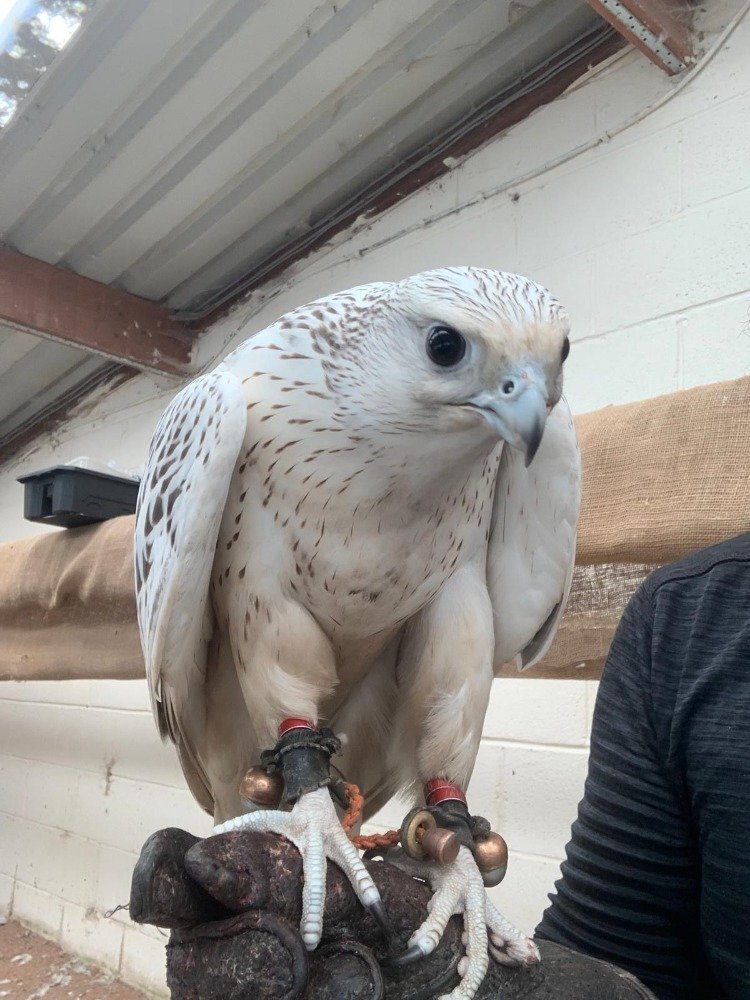 2026 Male Imprint White Male Gyr  - {CATEGORY}