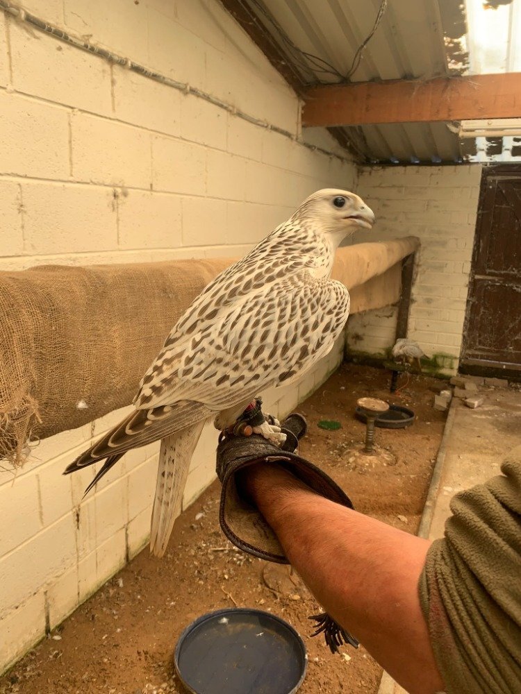 2026 Male Imprint White Male Gyr  