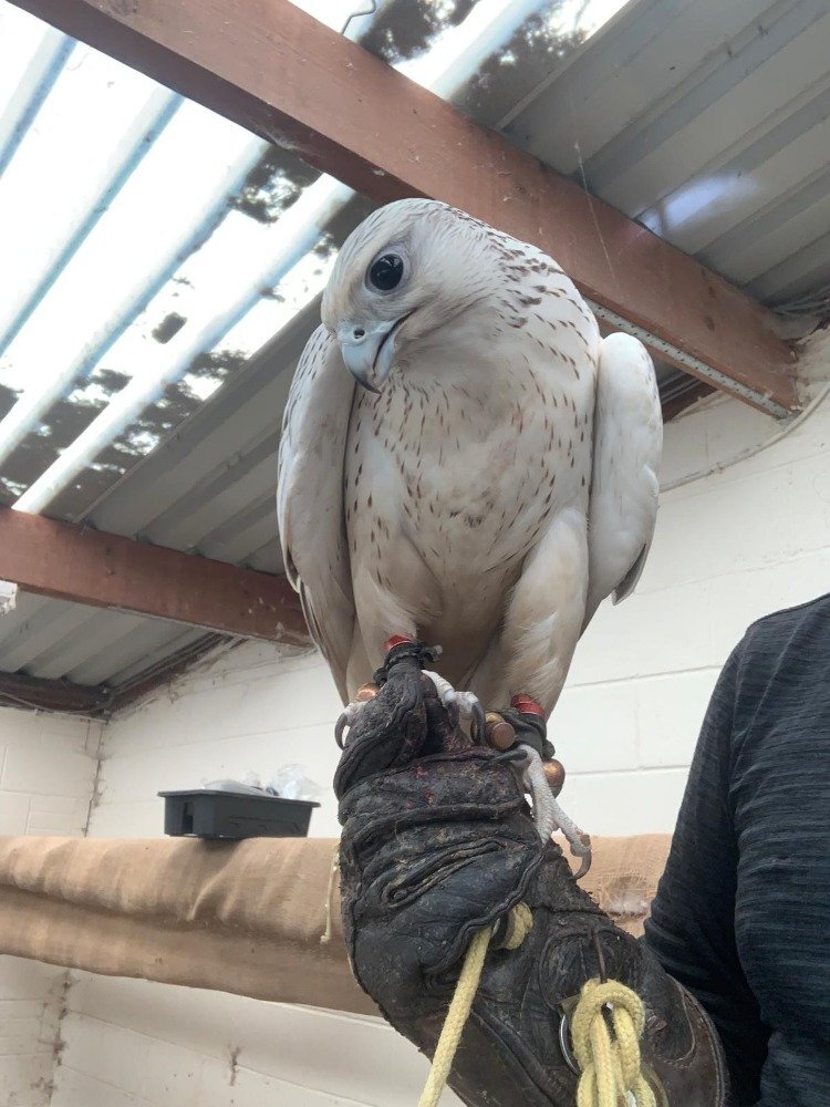 {CATEGORY} - 2026 Male Imprint White Male Gyr 