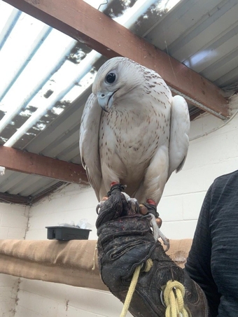 2026 Male Imprint White Male Gyr 