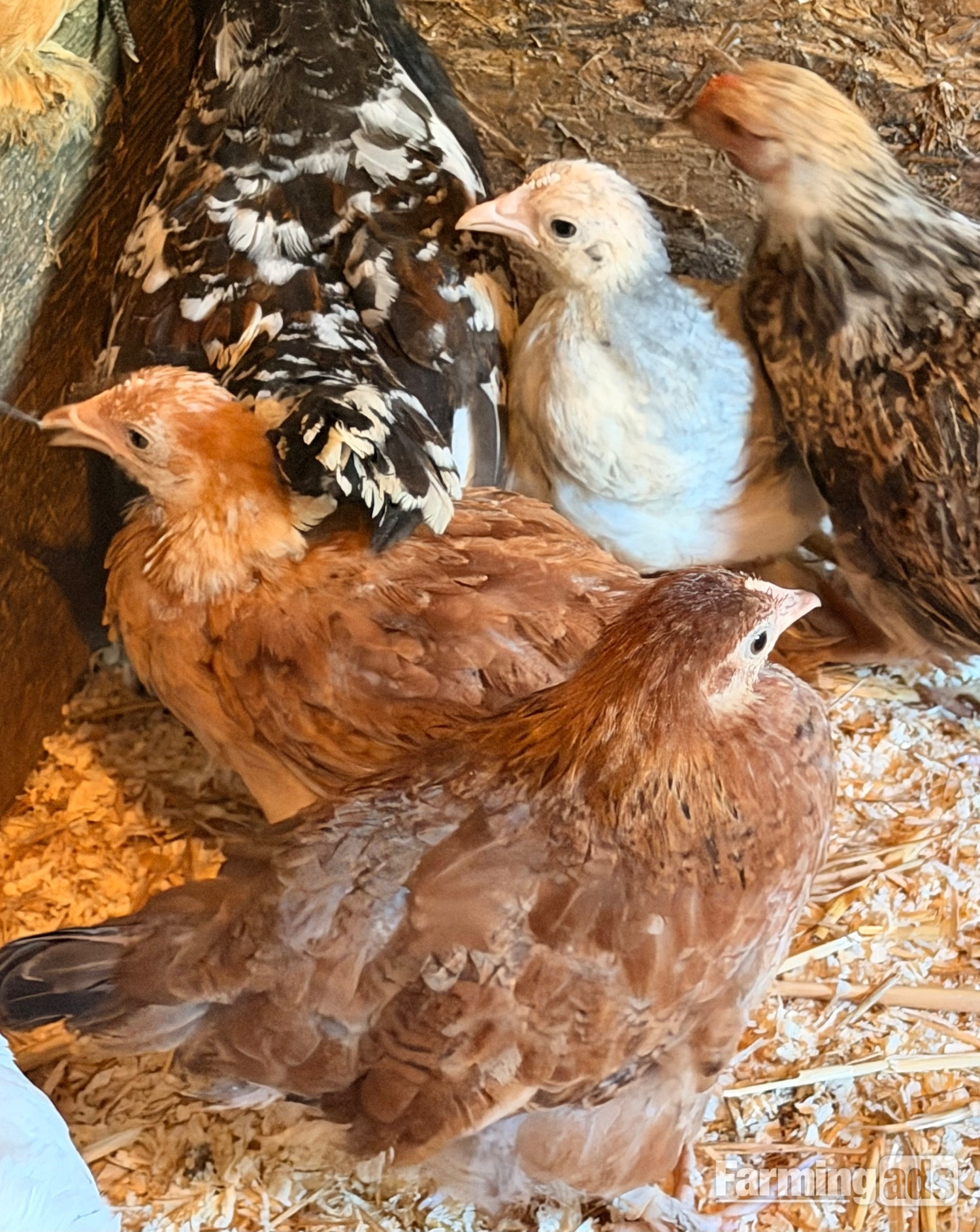 PEKIN BANTAM CHICKS  - {CATEGORY}