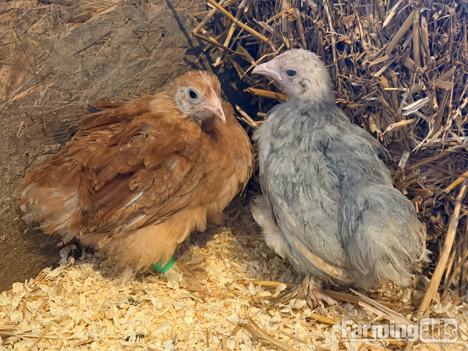 PEKIN BANTAM CHICKS 