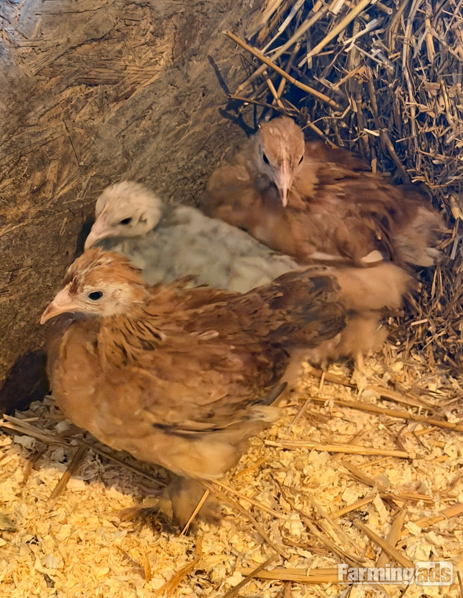  PEKIN BANTAM CHICKS 