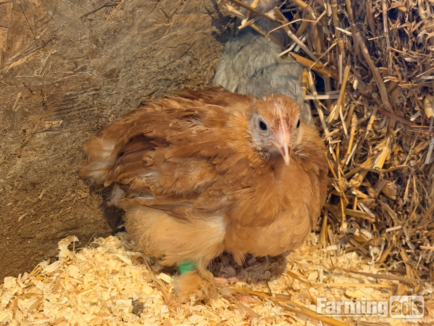 PEKIN BANTAM CHICKS 