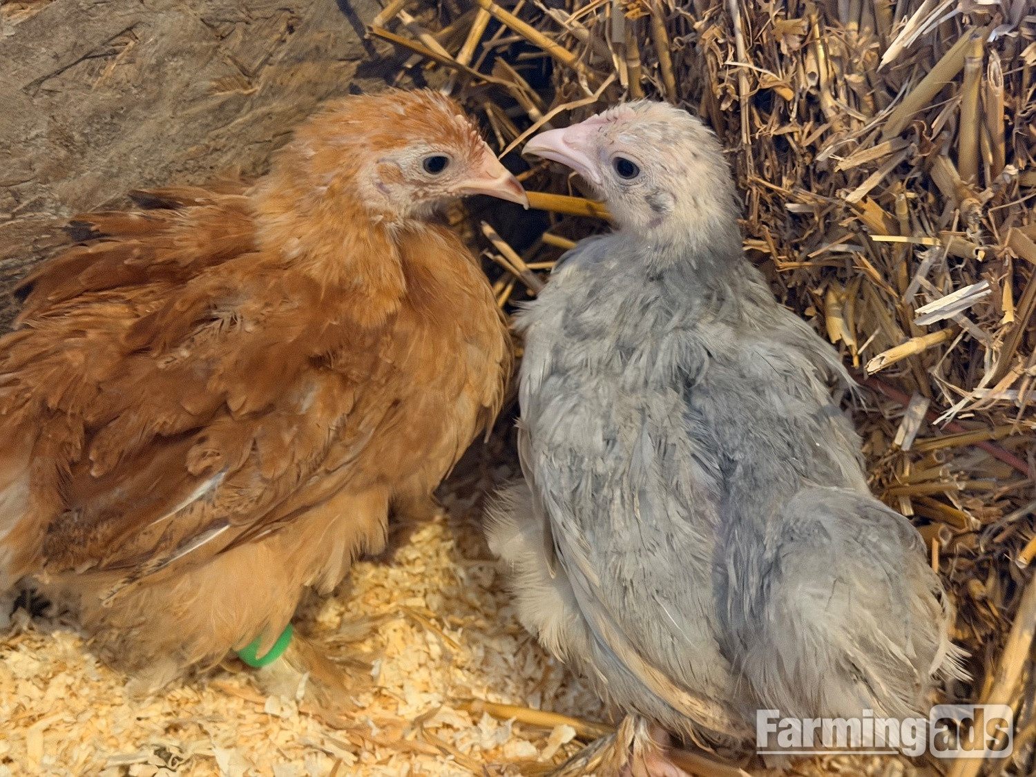 PEKIN BANTAM CHICKS  - {CATEGORY}