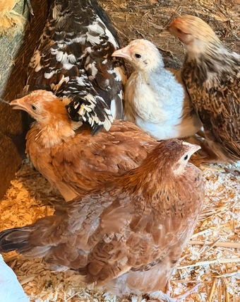 PEKIN BANTAM CHICKS 