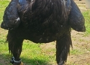 Male Steppe Eagle, 6 years old