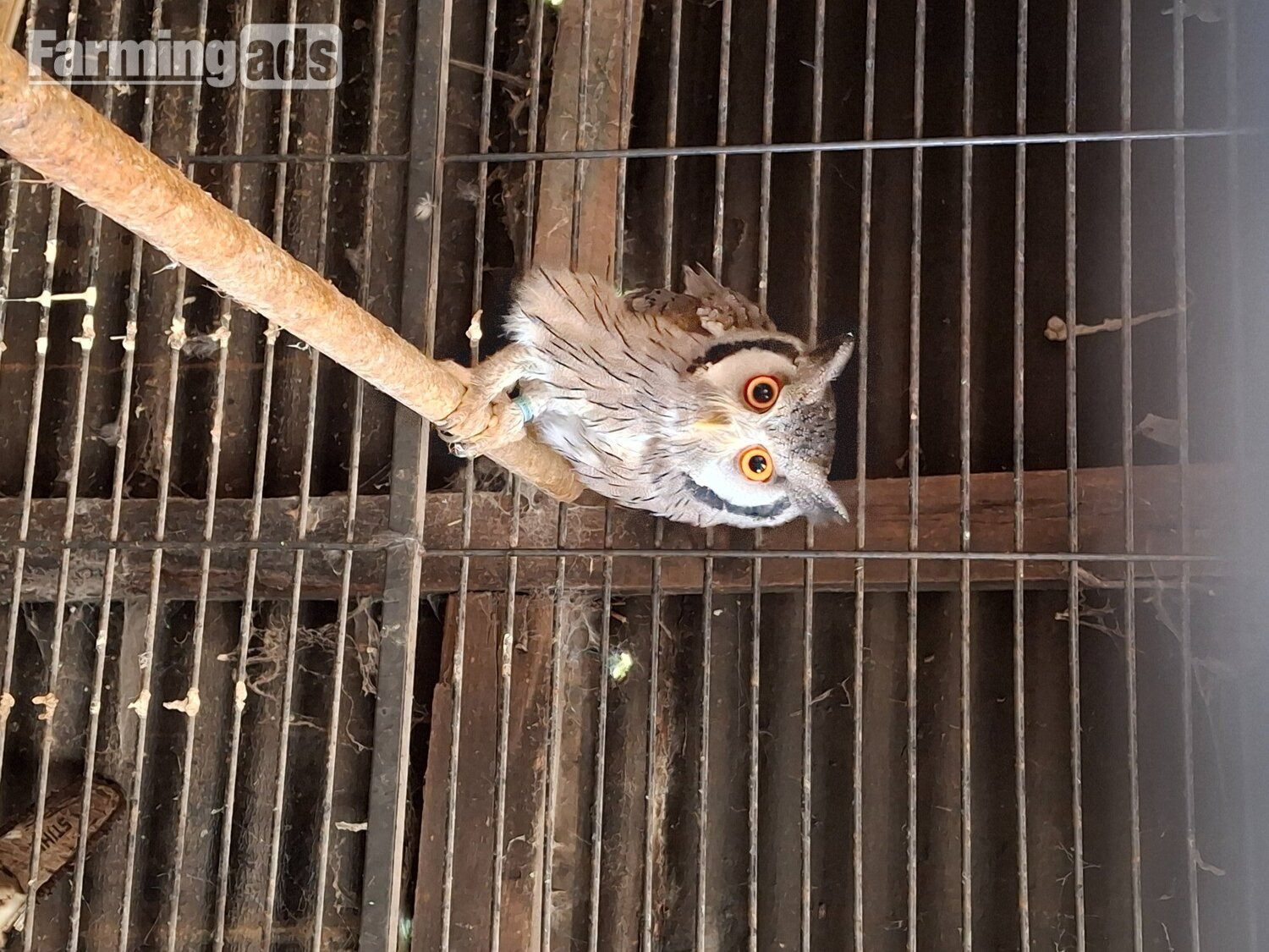 WHITE FACED SCOPS FOR SALE