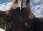 Imprint Female golden Eagle 5 yrs old well handled all paper work intact 