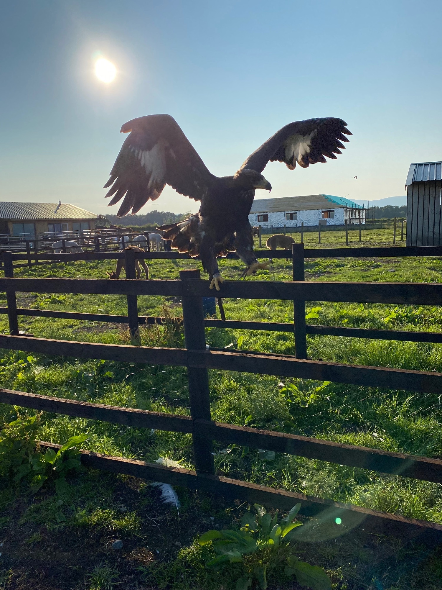 Imprint Female golden Eagle 5 yrs old well handled all paper work intact 