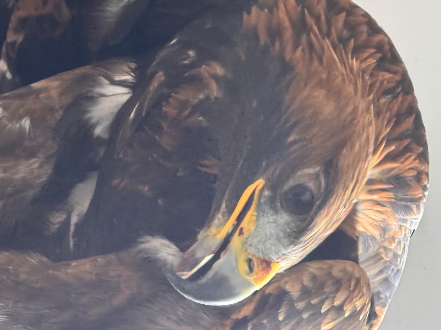  Imprint Female golden Eagle 5 yrs old well handled all paper work intact 